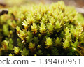 Moss leaves shimmering in the light 139460951
