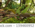 A type of leaf growing on the forest floor 139460952