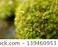 Springtails walking on moss (the world of microorganisms) 139460953