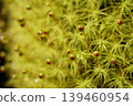 The sporophyte of the moss *Euphorbia esculenta*, which has a spherical capsule. 139460954