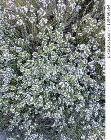 盛開的百里香花 [藥草] 139460964