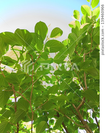 Fresh green leaves of summer camellia [Stewartia pseudocamellia] [Sky background] 139460966