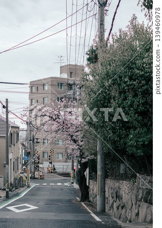A scene of a hillside with cherry blossoms in bloom. 139460978