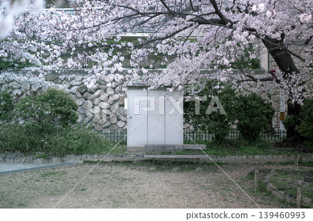 櫻花的風景 139460993