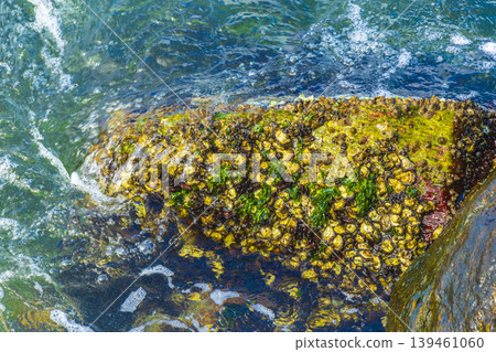 Rock with shells mussels Flamengo Beach Rio de Janeiro Brazil. Rock with shells mussels Flamengo Beach Rio de Janeiro Brazil. 139461060