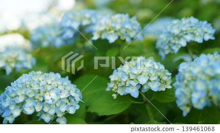 繡球雨季花 繡球雨季花 139461068