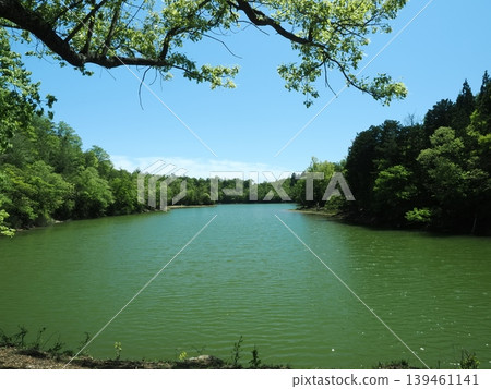 Fresh green scenery at Sawanoike Pond in Kyoto Fresh green scenery at Sawanoike Pond in Kyoto 139461141