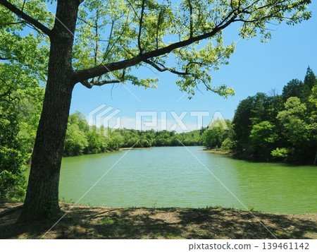 Fresh green scenery at Sawanoike Pond in Kyoto Fresh green scenery at Sawanoike Pond in Kyoto 139461142