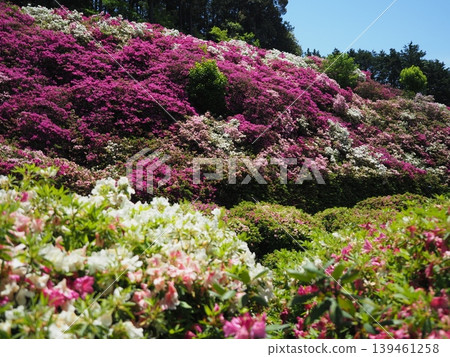 三室戶寺的杜鵑花景 三室戶寺的杜鵑花景 139461258