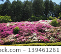 Azalea scenery at Mimuroto-ji Temple 139461261