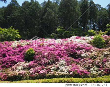三室戶寺的杜鵑花景 三室戶寺的杜鵑花景 139461261