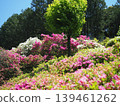 Azalea scenery at Mimuroto-ji Temple 139461262