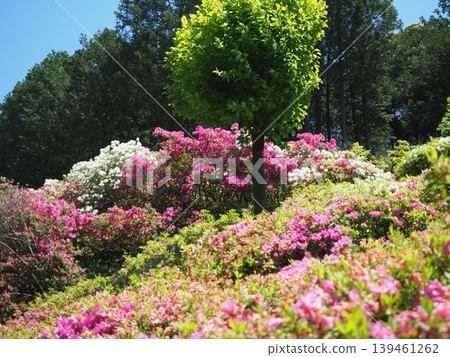 三室戶寺的杜鵑花景 三室戶寺的杜鵑花景 139461262