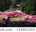 Azalea scenery at Mimuroto-ji Temple 139461263