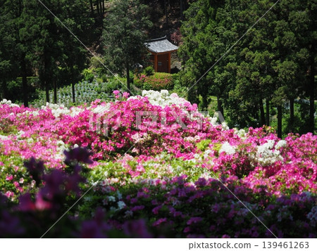 三室戶寺的杜鵑花景 三室戶寺的杜鵑花景 139461263