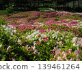 Azalea scenery at Mimuroto-ji Temple 139461264