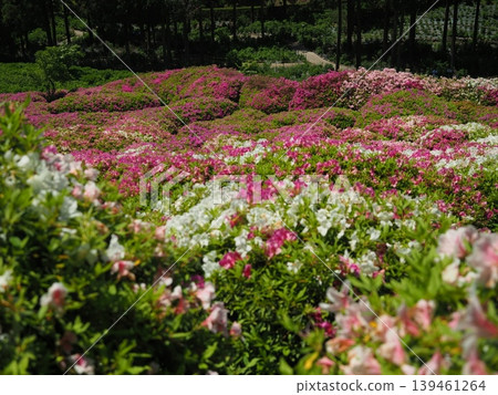 Azalea scenery at Mimuroto-ji Temple Azalea scenery at Mimuroto-ji Temple 139461264