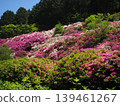 Azalea scenery at Mimuroto-ji Temple 139461267