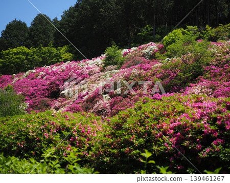 Azalea scenery at Mimuroto-ji Temple Azalea scenery at Mimuroto-ji Temple 139461267
