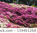 Azalea scenery at Mimuroto-ji Temple 139461268