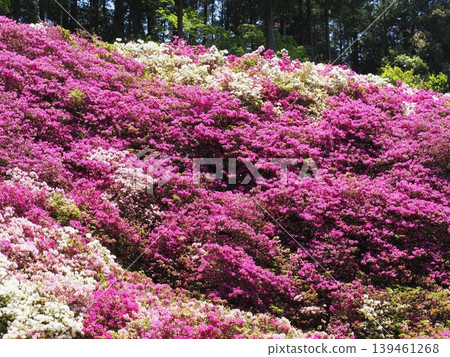 Azalea scenery at Mimuroto-ji Temple Azalea scenery at Mimuroto-ji Temple 139461268
