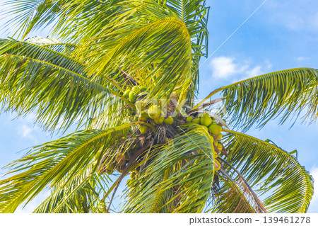 Tropical palm trees with blue sky Rio de Janeiro Brazil. Tropical palm trees with blue sky Rio de Janeiro Brazil. 139461278