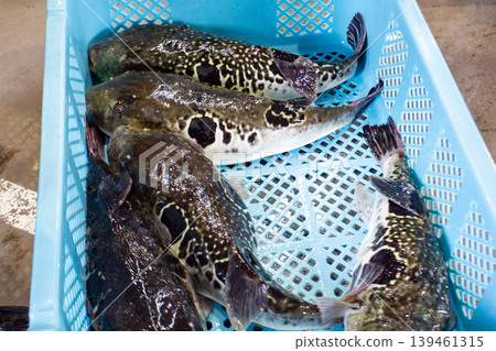 Pufferfish landings Pufferfish landings 139461315