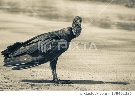 Tropical Black Vulture on Botafogo Beach Rio de Janeiro Brazil. Tropical Black Vulture on Botafogo Beach Rio de Janeiro Brazil. 139461325