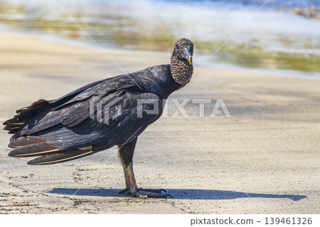 Tropical Black Vulture on Botafogo Beach Rio de Janeiro Brazil. Tropical Black Vulture on Botafogo Beach Rio de Janeiro Brazil. 139461326