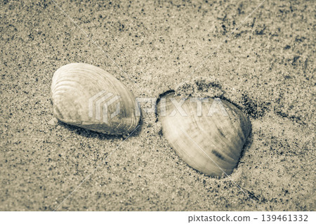 Mussels Shells on beach sand Botafogo Rio de Janeiro Brazil. Mussels Shells on beach sand Botafogo Rio de Janeiro Brazil. 139461332