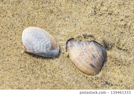 Mussels Shells on beach sand Botafogo Rio de Janeiro Brazil. Mussels Shells on beach sand Botafogo Rio de Janeiro Brazil. 139461333