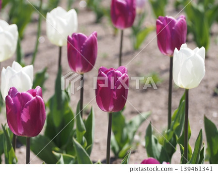 Lost in a field of purple tulips. 139461341