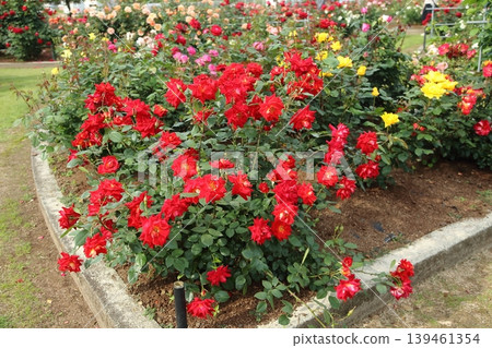 Arao City Ominous Citizen Flower Bed Rose Flower, Arao City Ominous Citizen Flower Bed Rose Flower, 139461354