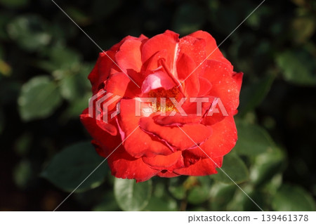 Arao City Ominous Citizen Flower Bed Rose Flower, Arao City Ominous Citizen Flower Bed Rose Flower, 139461378