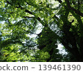 Hōnen-in Temple in Kyoto, amidst the fresh greenery of spring. 139461390