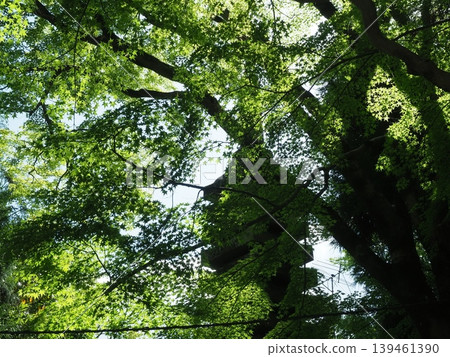 Hōnen-in Temple in Kyoto, amidst the fresh greenery of spring. Hōnen-in Temple in Kyoto, amidst the fresh greenery of spring. 139461390
