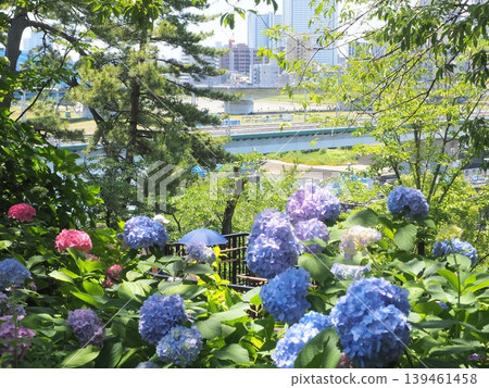 Hydrangeas in Tamagawadai Park and the cluster of high-rise apartment buildings in Musashi-Kosugi Hydrangeas in Tamagawadai Park and the cluster of high-rise apartment buildings in Musashi-Kosugi 139461458