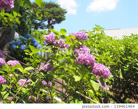 Pink hydrangeas shining against the blue sky Pink hydrangeas shining against the blue sky 139461464