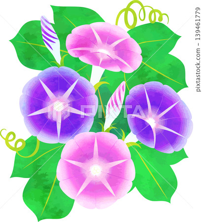 水彩風格的牽牛花插圖—粉紅色和紫色 水彩風格的牽牛花插圖—粉紅色和紫色 139461779