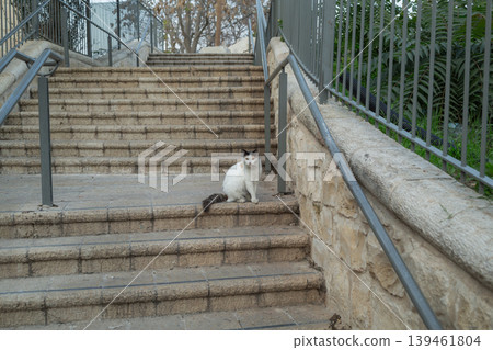 [Jerusalem] A stray cat stands on a deserted stone staircase in the city center. 139461804