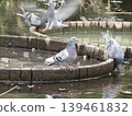 千葉縣某公園的場景：一群鴿子聚集在一起。 139461832