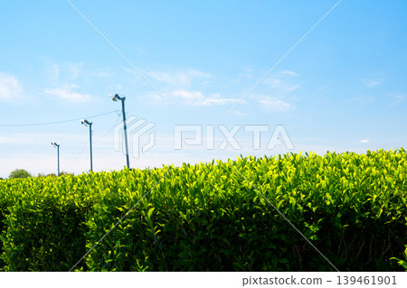 Tea fields in spring, May, when new shoots begin to grow. Tea fields in spring, May, when new shoots begin to grow. 139461901