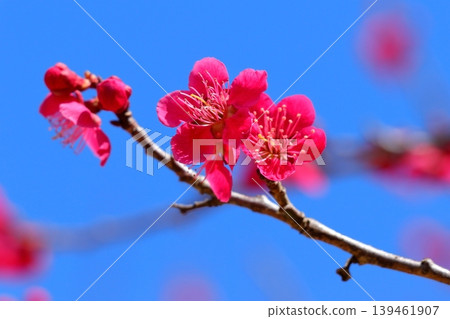 Plum blossoms in full bloom against a blue sky | Close-ups of spring petals and buds Plum blossoms in full bloom against a blue sky | Close-ups of spring petals and buds 139461907
