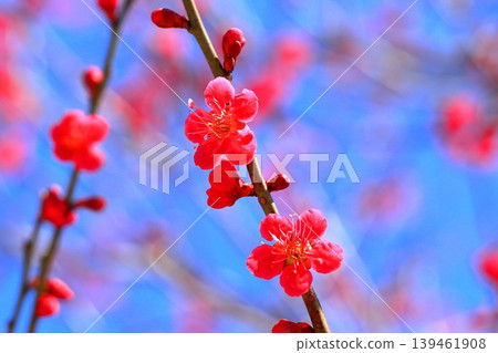 Plum blossoms in full bloom against a blue sky | Close-ups of spring petals and buds Plum blossoms in full bloom against a blue sky | Close-ups of spring petals and buds 139461908