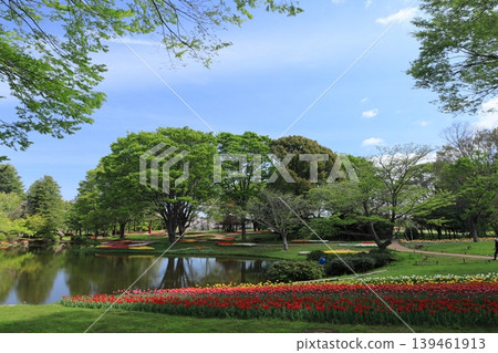 Tulip Tulip 139461913