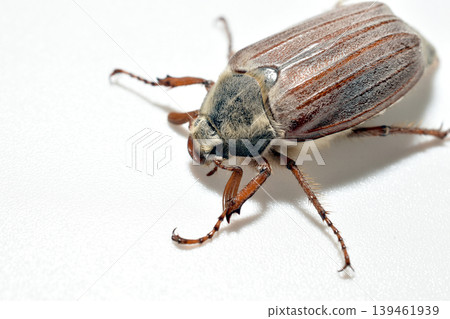 The May beetle belongs to the family of lamellar beetles. The May beetle belongs to the family of lamellar beetles. 139461939
