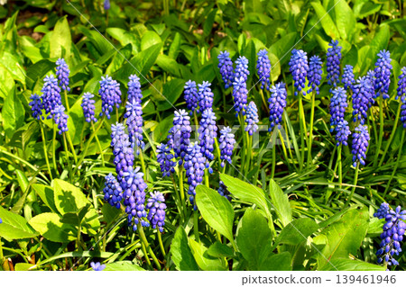 Muscari, also known as mouse hyacinth Muscari, also known as mouse hyacinth 139461946