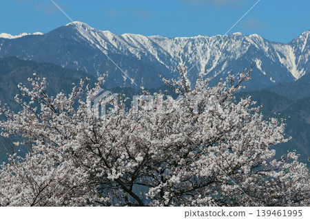 北阿爾卑斯山和櫻花 北阿爾卑斯山和櫻花 139461995