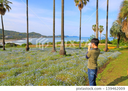 一個男孩在粉蝶花田裡拍照。 一個男孩在粉蝶花田裡拍照。 139462009