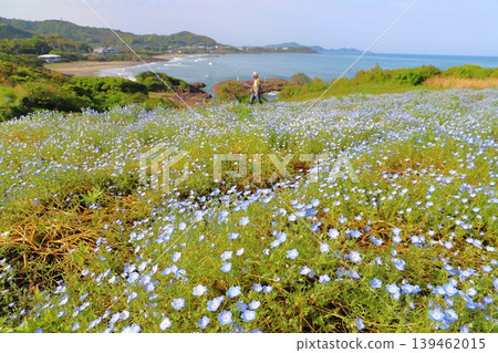 卡內加哈馬觀景公園的粉蝶花田 139462015